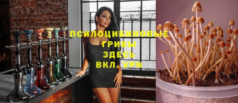 Галлюциногенные грибы мицелий  Видное 